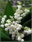 Буковка
